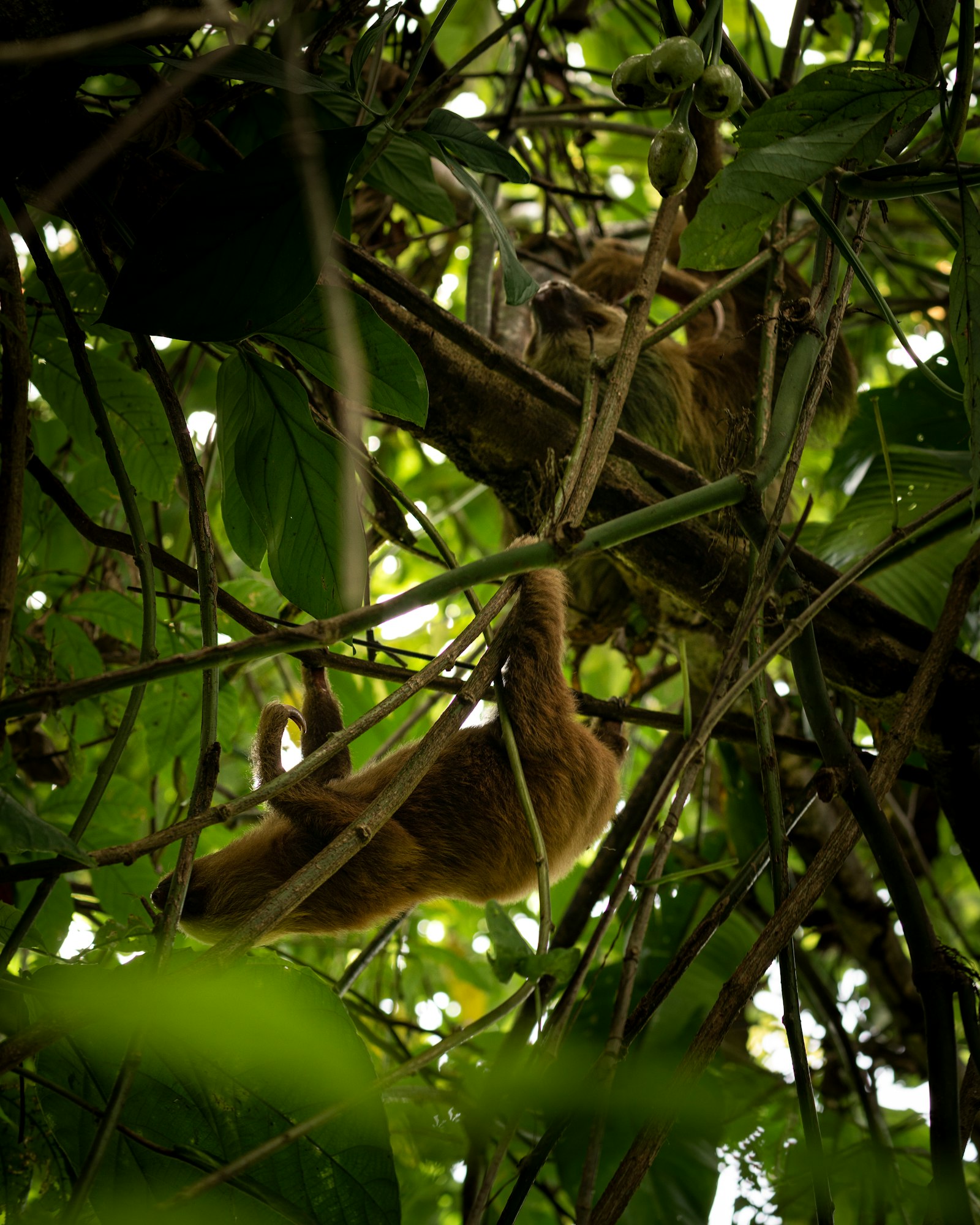 Sloth napping in the canopy, Puerto Viejo CR