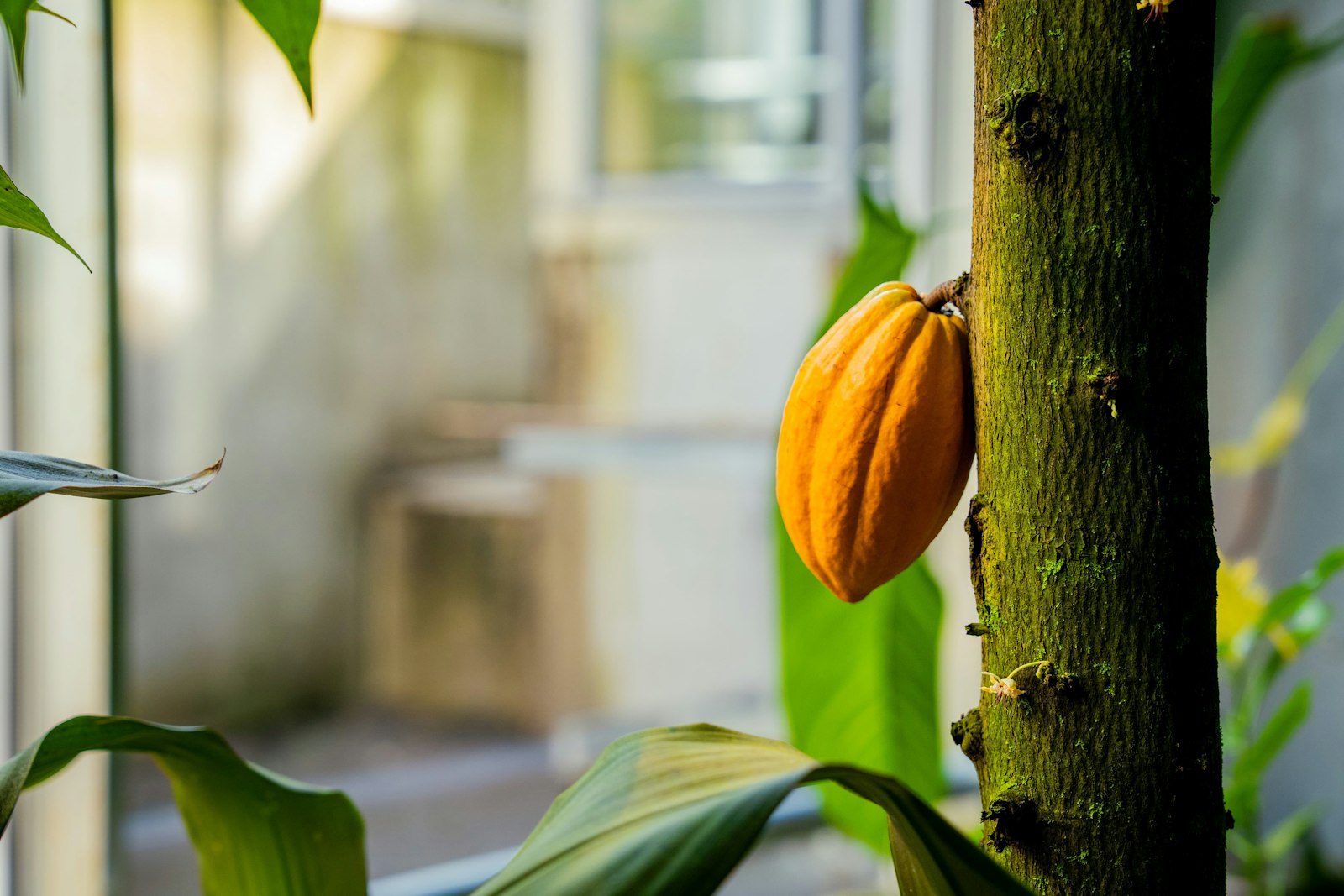 Yellow cacao pod hanging on a tree