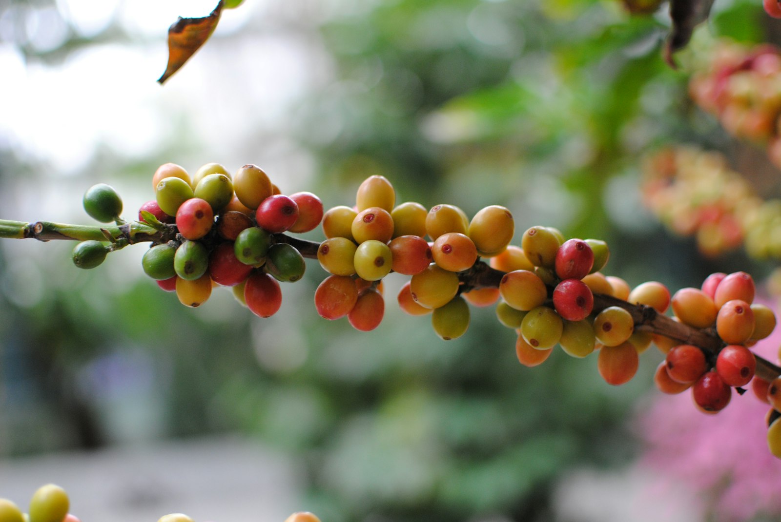 Coffee cherries ripening on the branch