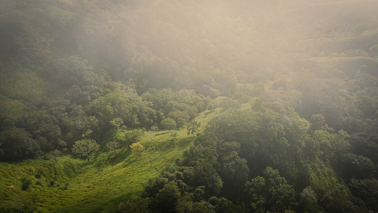 Aerial view of Costa Rican cloud forest canopy