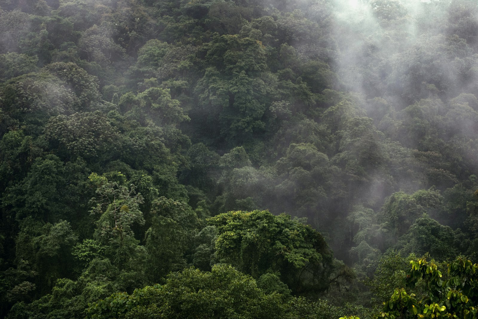 Misty Costa Rican cloud forest understory