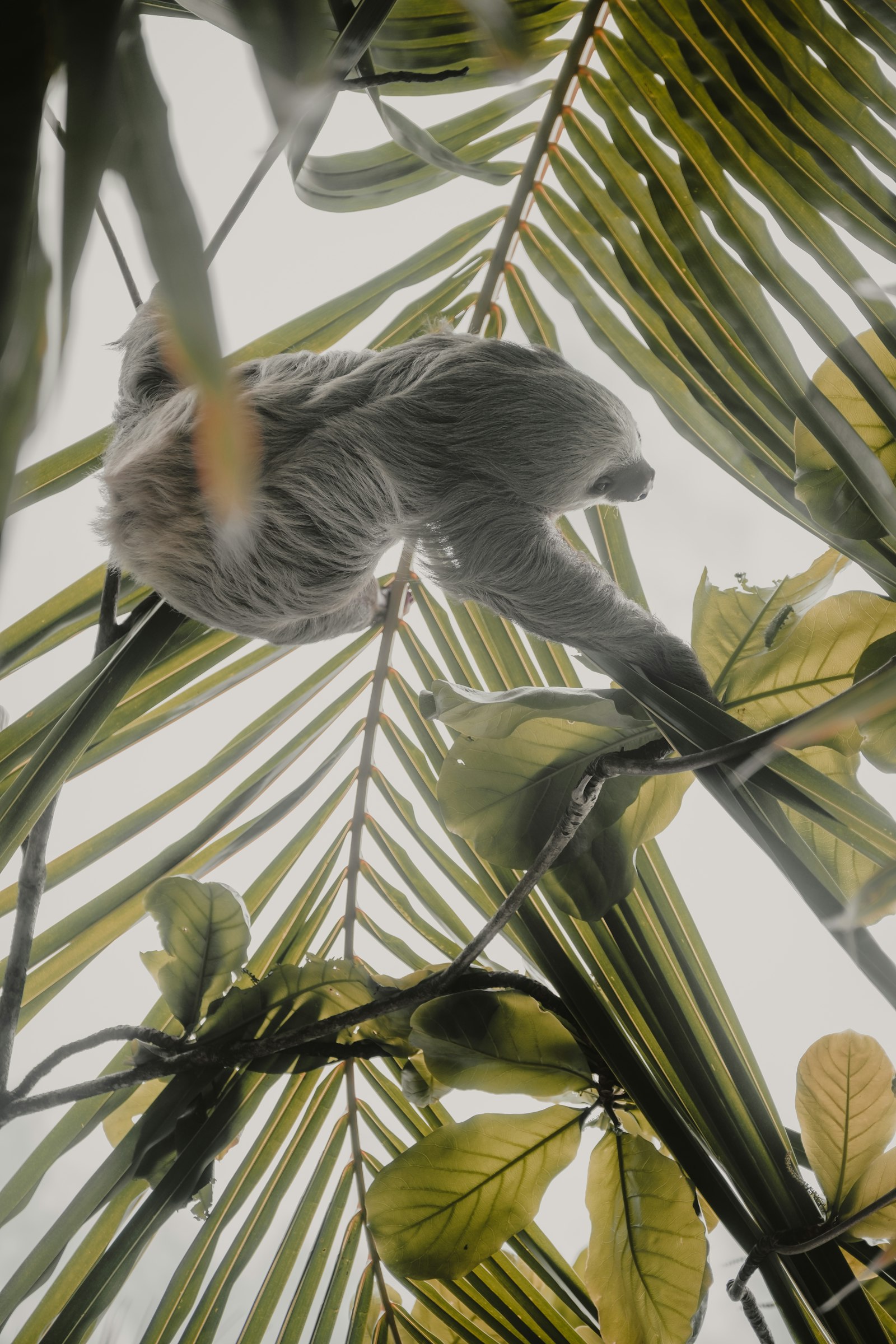 Sloth on a tree branch in Costa Rica