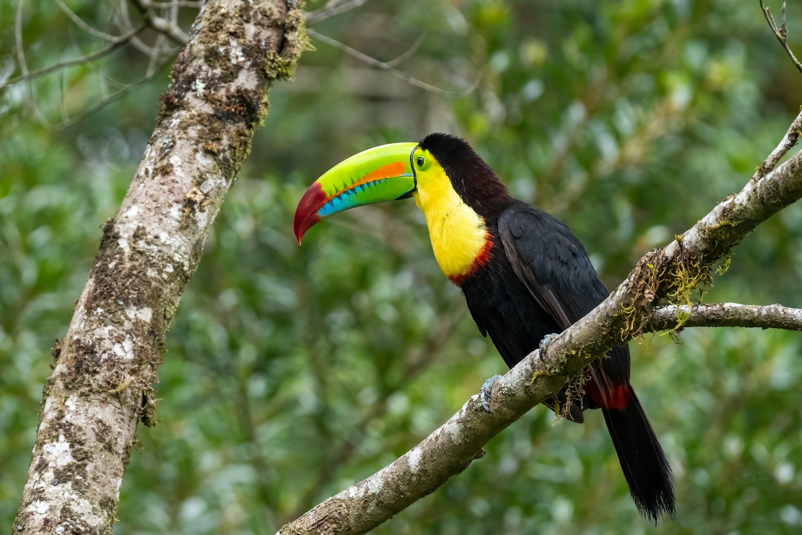 Toucan with bright orange beak in the rainforest